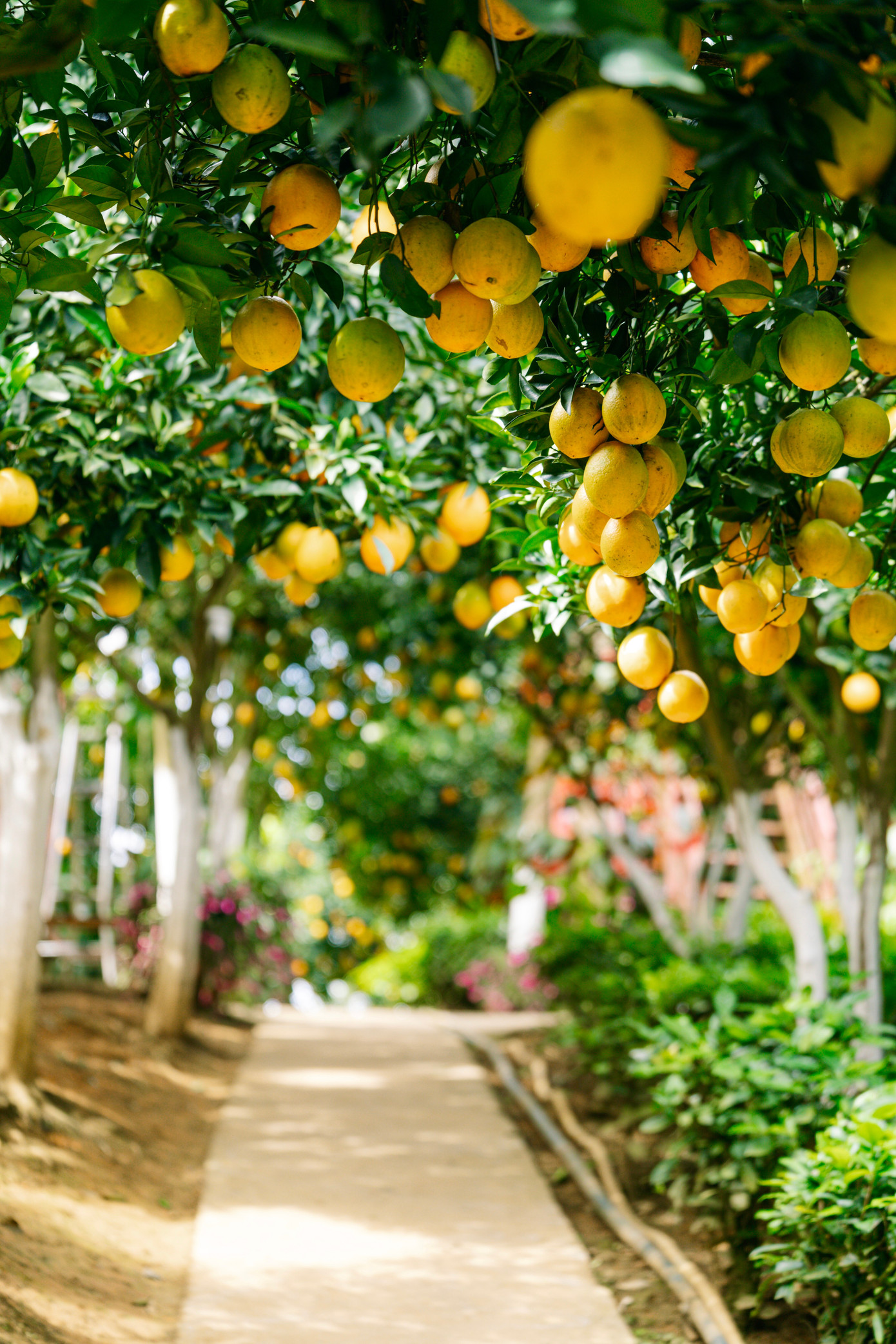 Vườn cam như trong phim hút khách du lịch Mộc Châu- Ảnh 3.