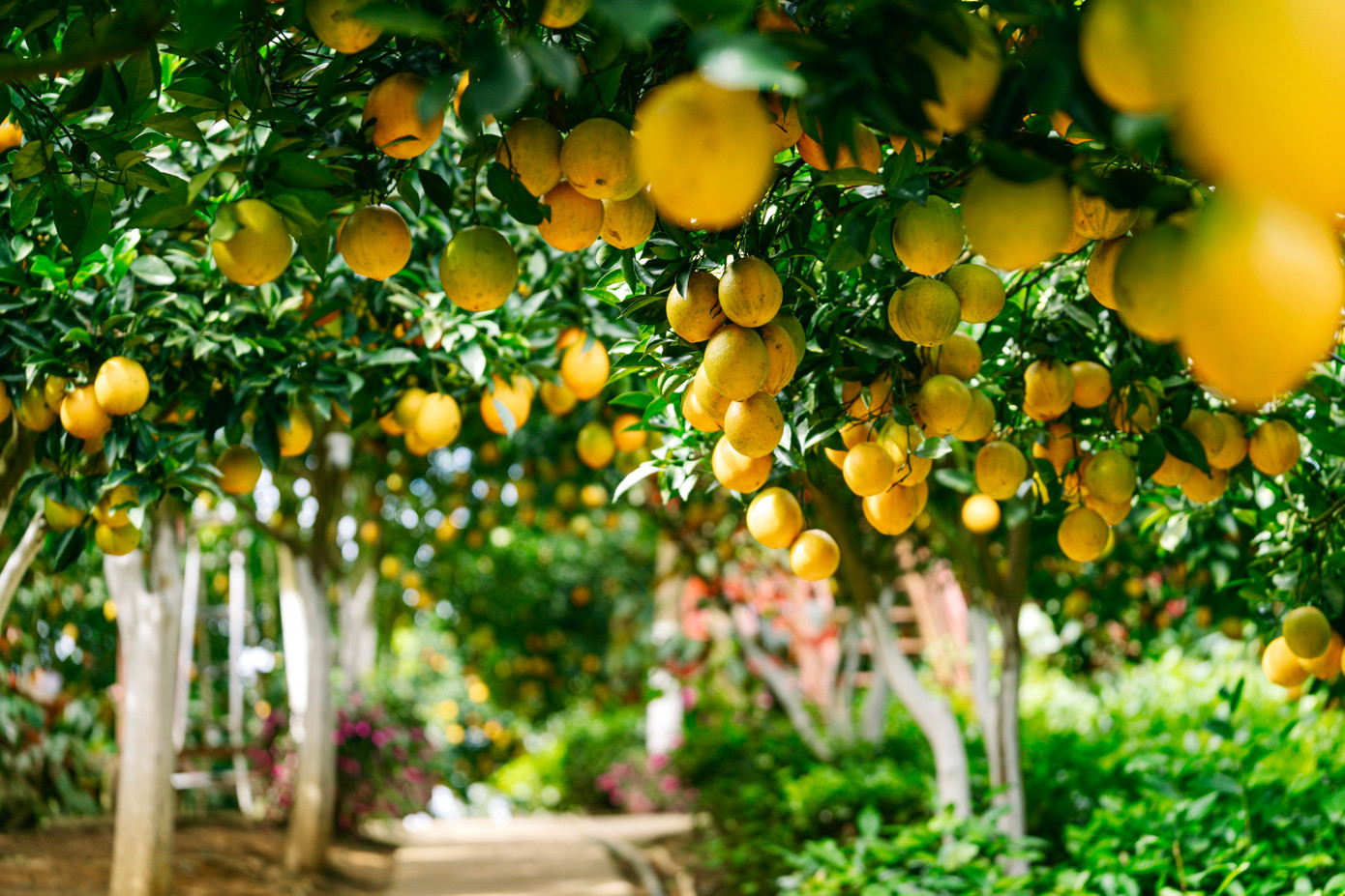 Vườn cam như trong phim hút khách du lịch Mộc Châu- Ảnh 12.