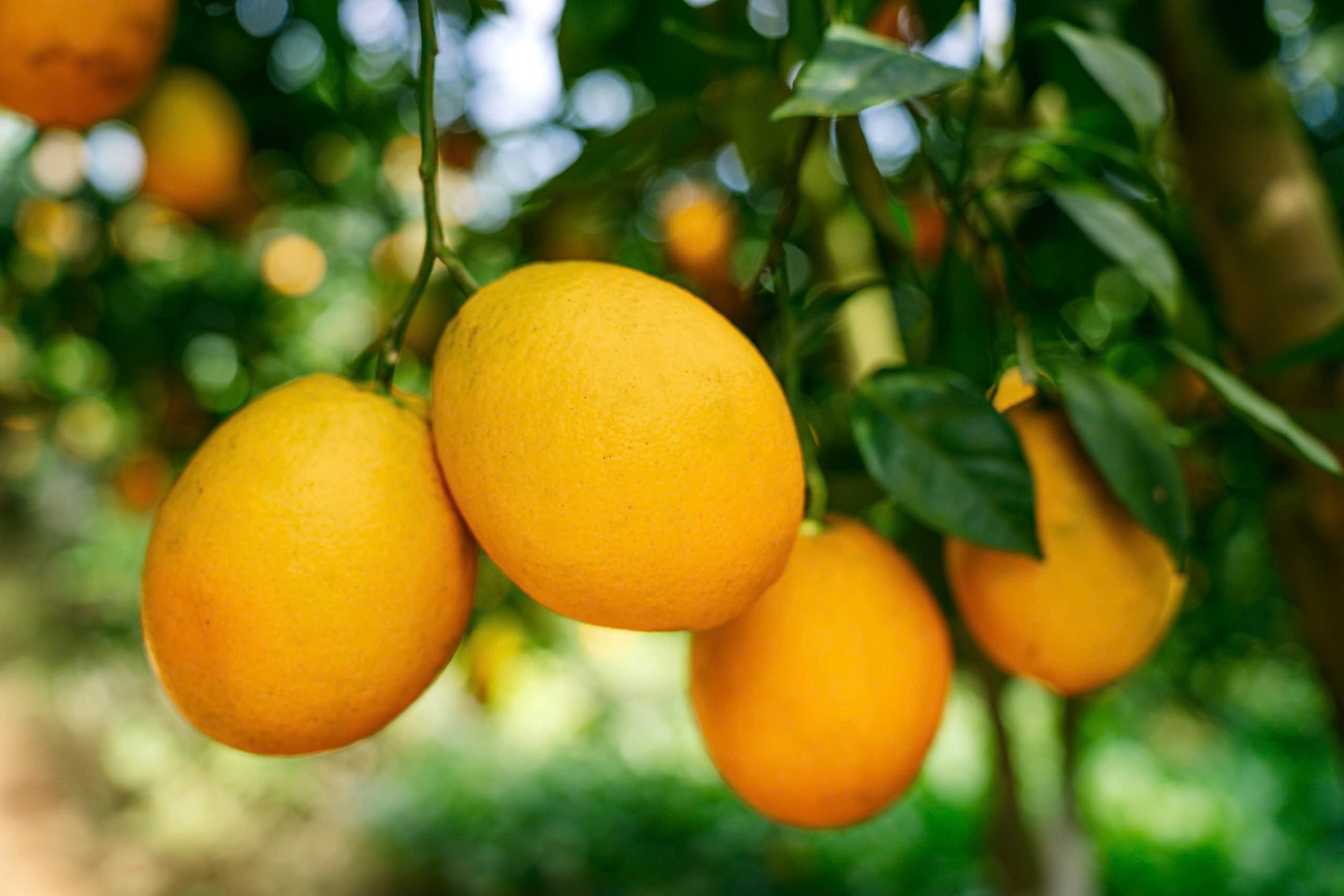 Vườn cam như trong phim hút khách du lịch Mộc Châu- Ảnh 6.