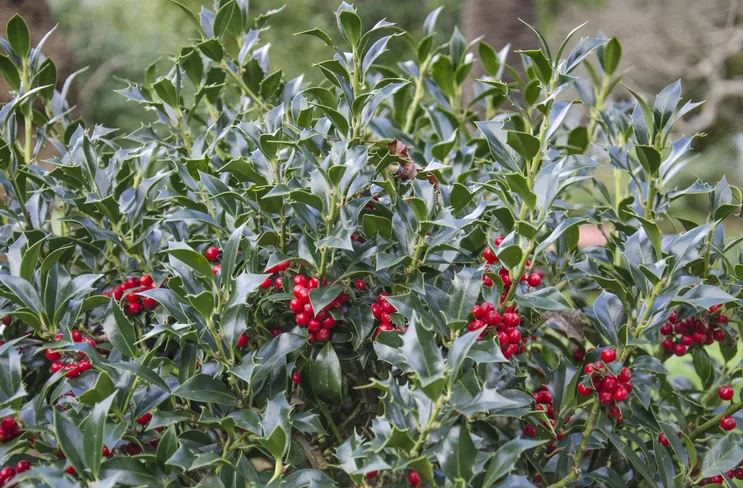 5 loại cây khiến bạn hối hận vì đã trồng quá sát nhà- Ảnh 4.