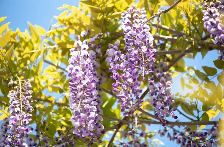 5 loại cây khiến bạn hối hận vì đã trồng quá sát nhà- Ảnh 1.