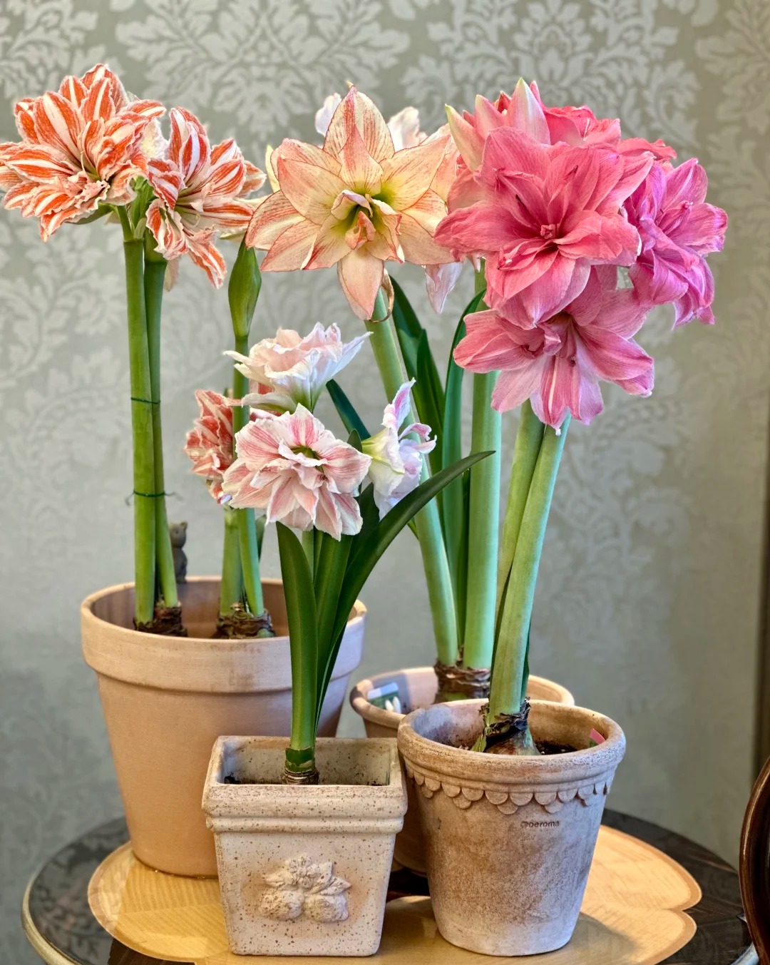 Nhiều chị em đang mê đắm loài hoa này: Cắm bình cũng đẹp, để cả chậu cũng sang, Tết nhìn là thấy giàu- Ảnh 8.