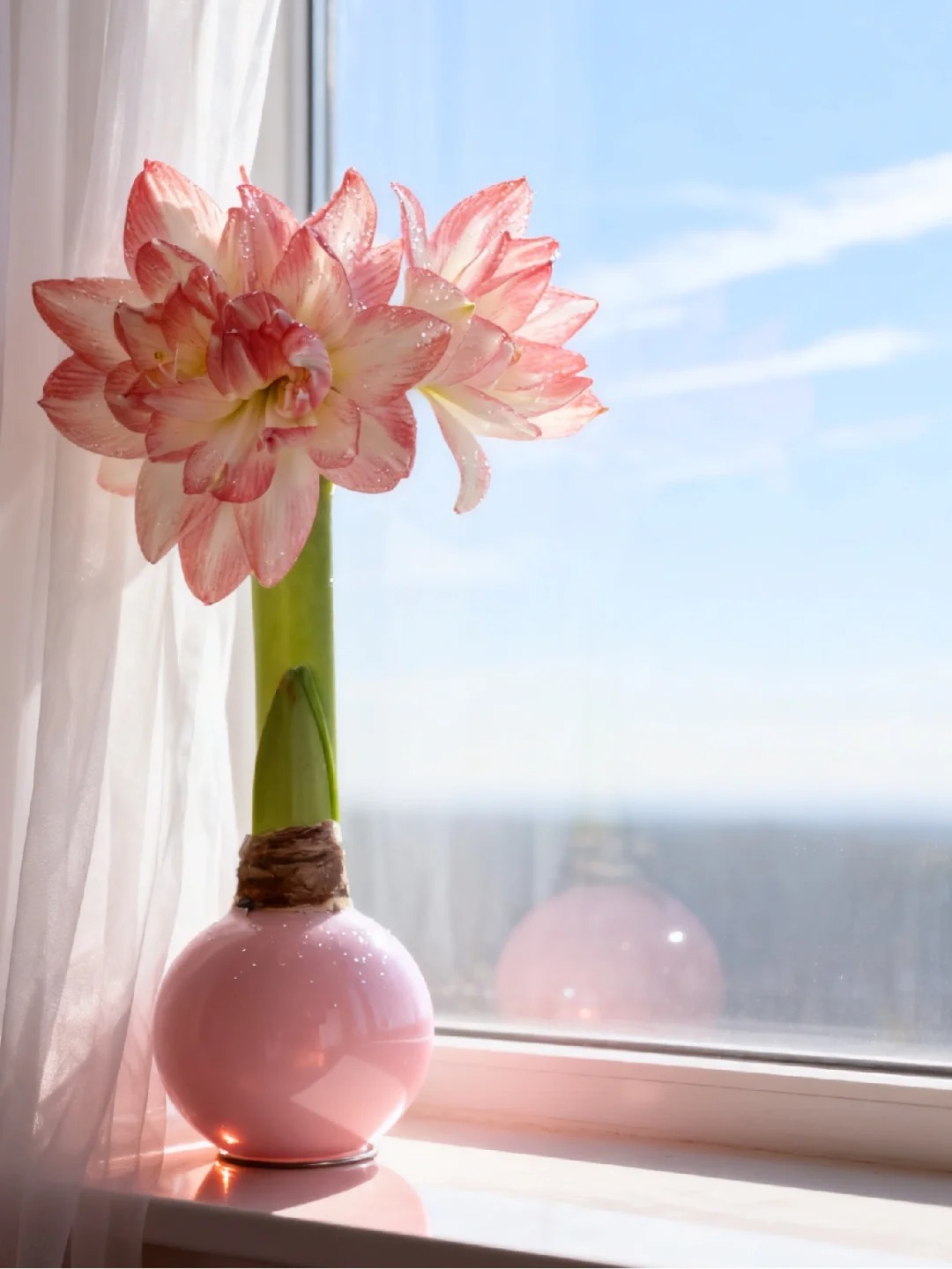 Nhiều chị em đang mê đắm loài hoa này: Cắm bình cũng đẹp, để cả chậu cũng sang, Tết nhìn là thấy giàu- Ảnh 18.