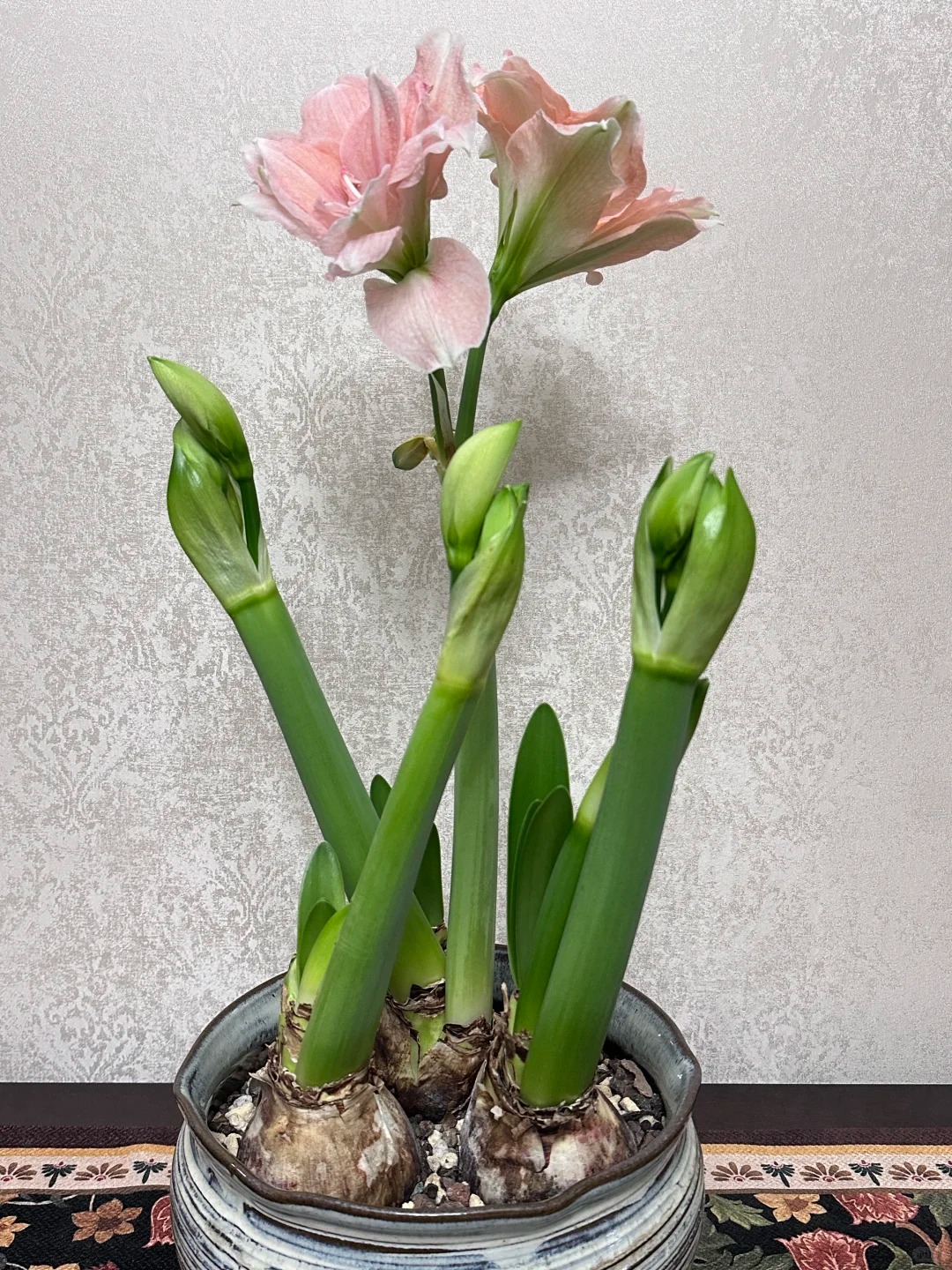 Nhiều chị em đang mê đắm loài hoa này: Cắm bình cũng đẹp, để cả chậu cũng sang, Tết nhìn là thấy giàu- Ảnh 26.