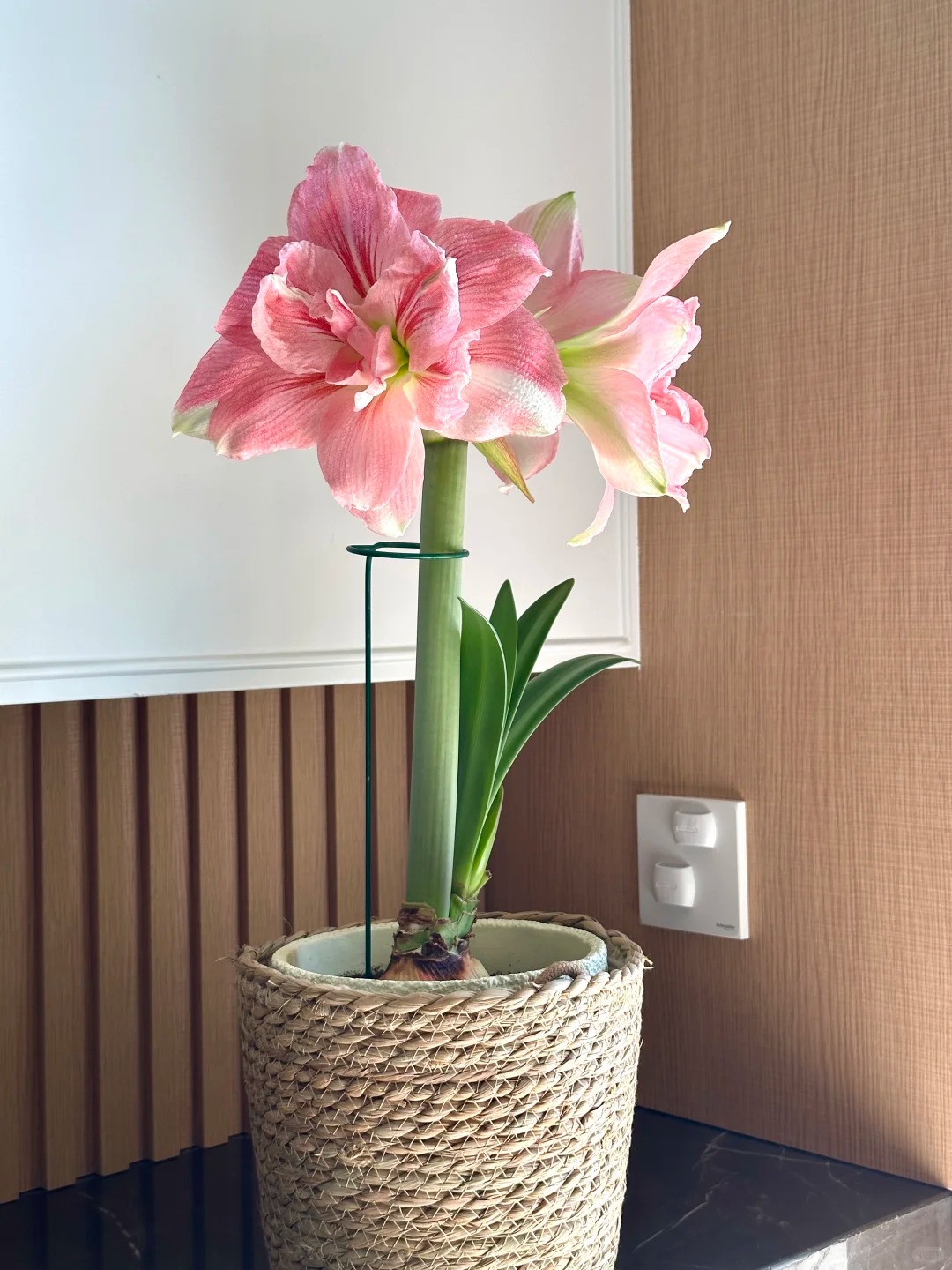 Nhiều chị em đang mê đắm loài hoa này: Cắm bình cũng đẹp, để cả chậu cũng sang, Tết nhìn là thấy giàu- Ảnh 21.