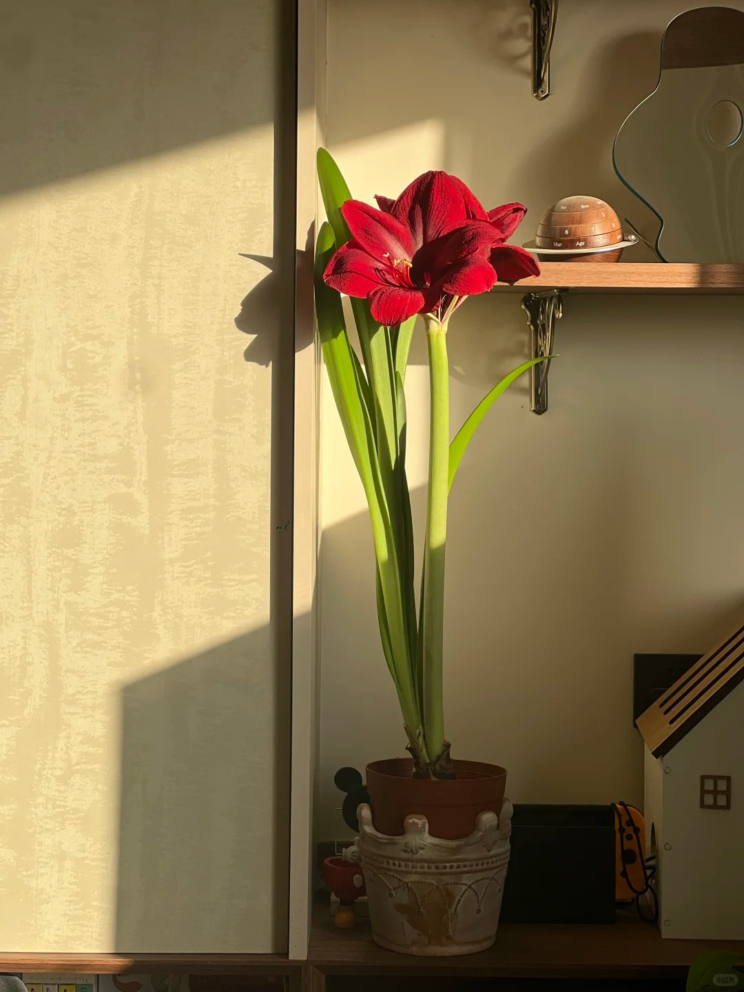 Nhiều chị em đang mê đắm loài hoa này: Cắm bình cũng đẹp, để cả chậu cũng sang, Tết nhìn là thấy giàu- Ảnh 23.