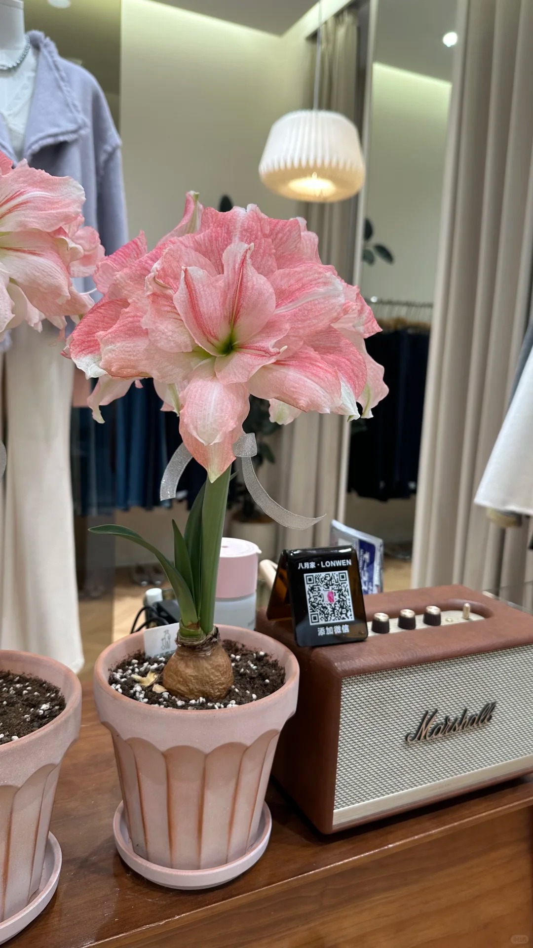 Nhiều chị em đang mê đắm loài hoa này: Cắm bình cũng đẹp, để cả chậu cũng sang, Tết nhìn là thấy giàu- Ảnh 17.