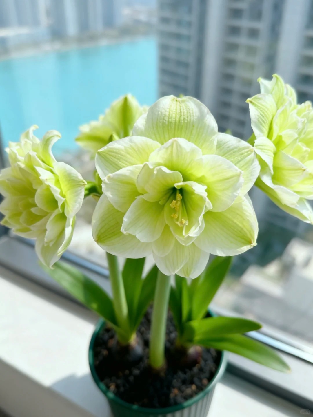 Nhiều chị em đang mê đắm loài hoa này: Cắm bình cũng đẹp, để cả chậu cũng sang, Tết nhìn là thấy giàu- Ảnh 12.