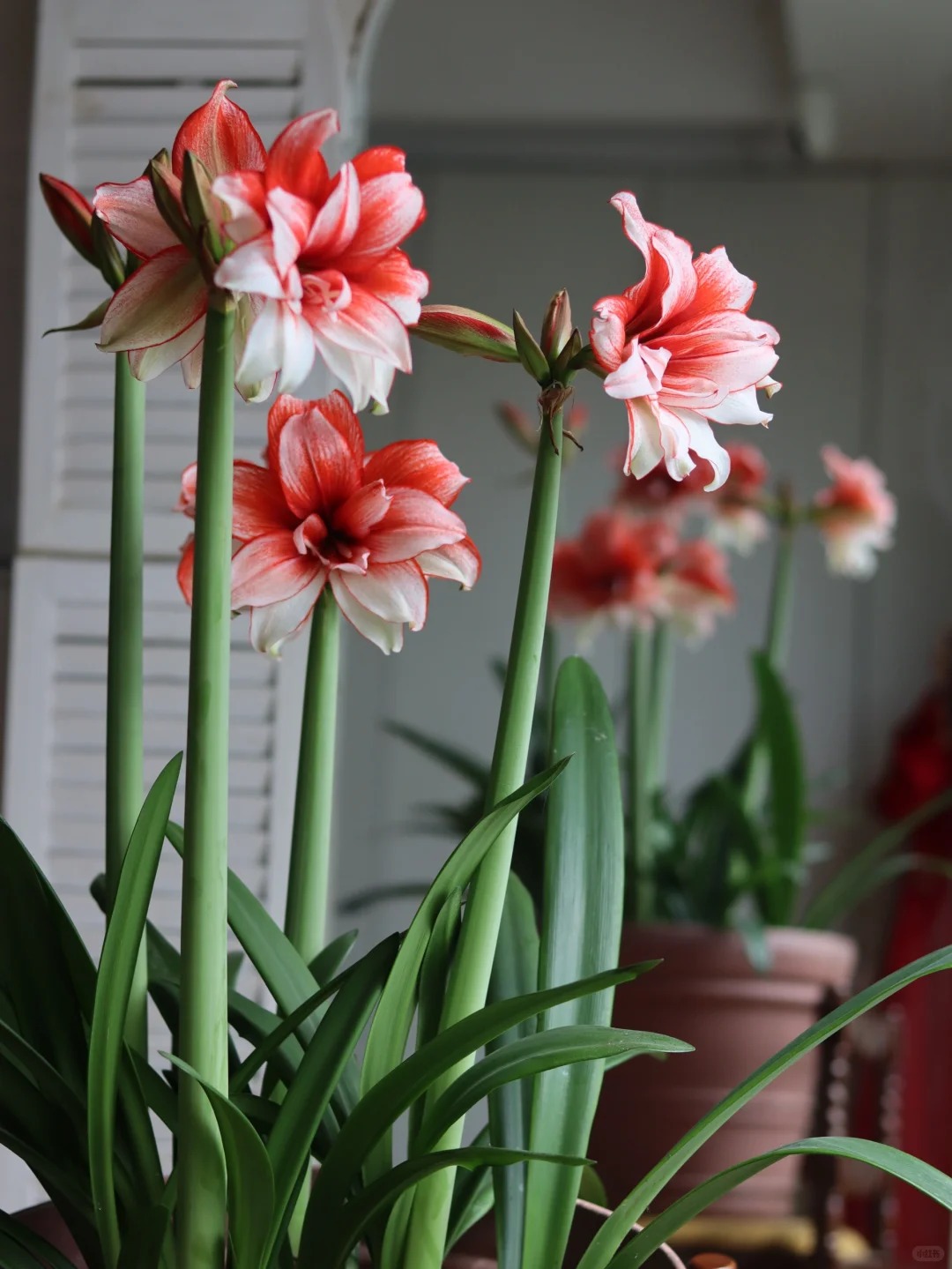 Nhiều chị em đang mê đắm loài hoa này: Cắm bình cũng đẹp, để cả chậu cũng sang, Tết nhìn là thấy giàu- Ảnh 9.