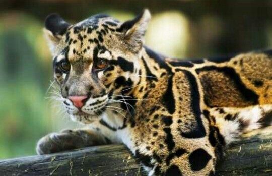 Được xác nhận tuyệt chủng 40 năm, loài vật này bất ngờ xuất hiện trở lại, chuyên gia nói: Hawking đã đúng- Ảnh 3. Được xác nhận tuyệt chủng 40 năm, loài vật này bất ngờ xuất hiện trở lại, chuyên gia nói: Hawking đã đúng- Ảnh 3.