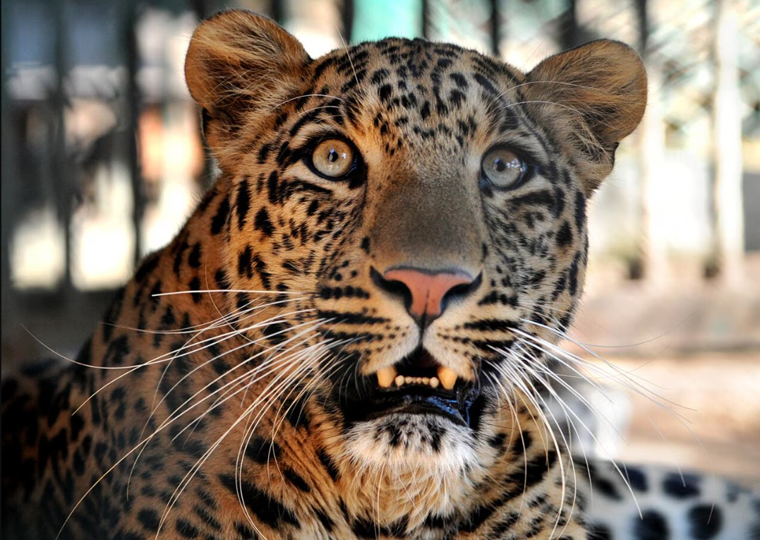 Được xác nhận tuyệt chủng 40 năm, loài vật này bất ngờ xuất hiện trở lại, chuyên gia nói: Hawking đã đúng- Ảnh 5. Được xác nhận tuyệt chủng 40 năm, loài vật này bất ngờ xuất hiện trở lại, chuyên gia nói: Hawking đã đúng- Ảnh 5.