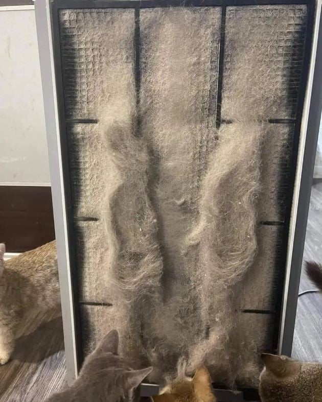 Cận cảnh bộ lọc không khí của một gia đình ở Long Biên: Không ngờ lại đến mức này!- Ảnh 7.