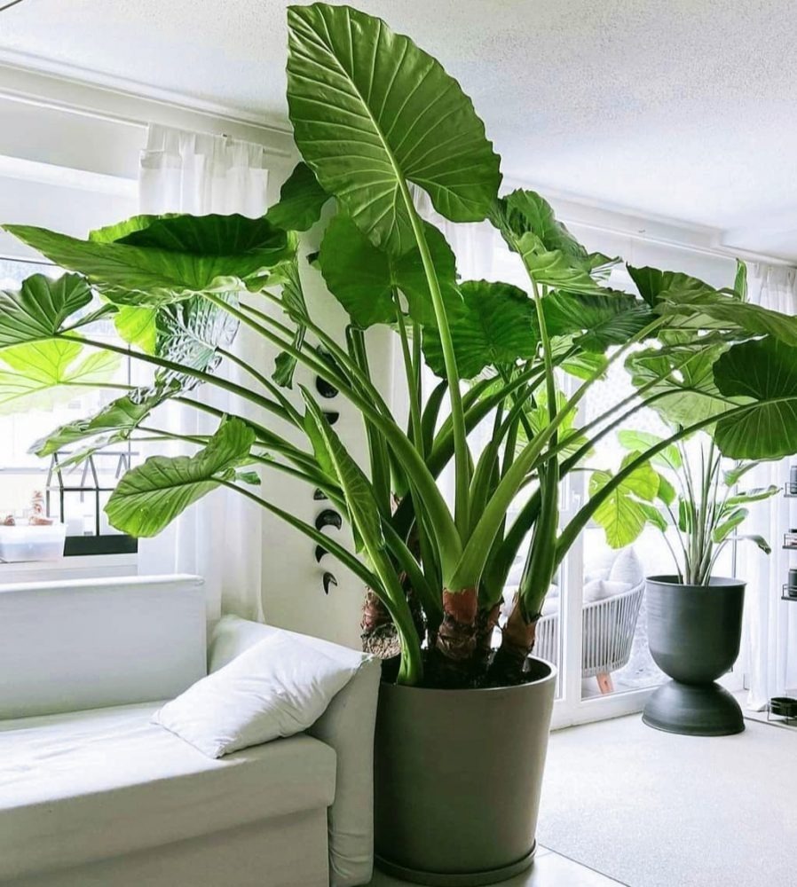 4 dấu hiệu nhận biết ngôi nhà có PHÚC LỘC, vượng vận đến 3 đời- Ảnh 1.