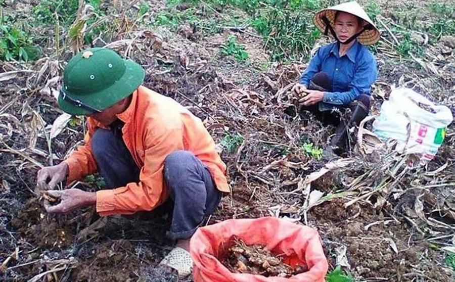 Cây ‘đẻ vàng’ trên núi- Ảnh 1.