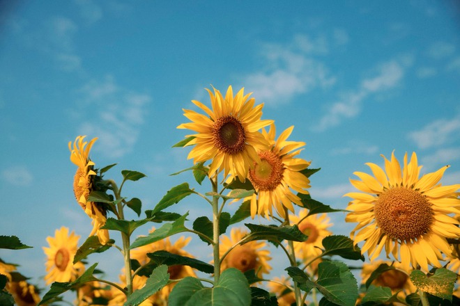 Nơi được quan tâm nhất lúc này ở Nghệ An: Cảnh như nước ngoài, mở cửa miễn phí nhưng có lưu ý đặc biệt- Ảnh 10.