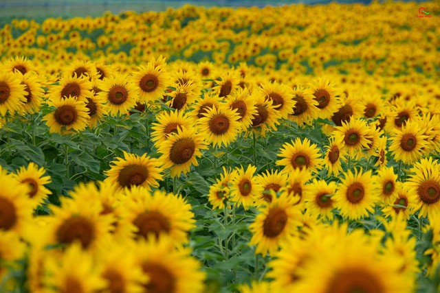 Nơi được quan tâm nhất lúc này ở Nghệ An: Cảnh như nước ngoài, mở cửa miễn phí nhưng có lưu ý đặc biệt- Ảnh 2.