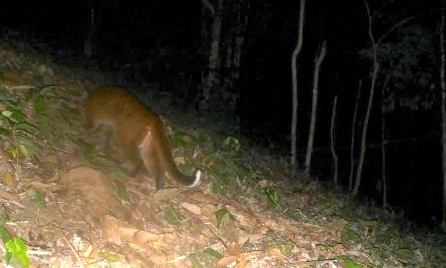 "Báu vật" trong Sách Đỏ xuất hiện trong đêm ở khu rừng lớn nhất xứ Nghệ: Quý hiếm bậc nhất Việt Nam - Ảnh 1.
