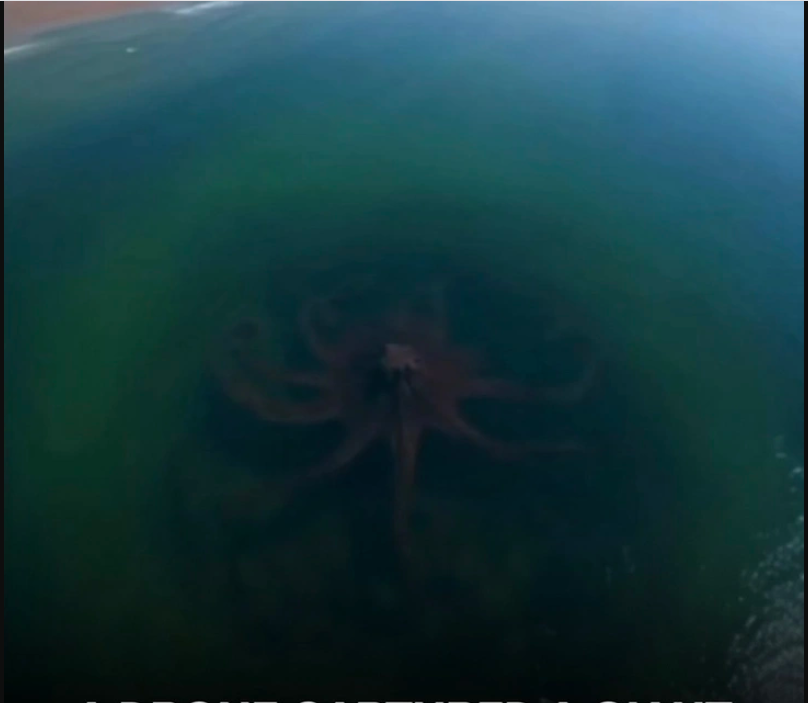 Bất ngờ phát hiện "quái vật biển khổng lồ" ngoài khơi gây rùng mình: Báo Mỹ vào cuộc tìm sự thật phía sau - Ảnh 3.