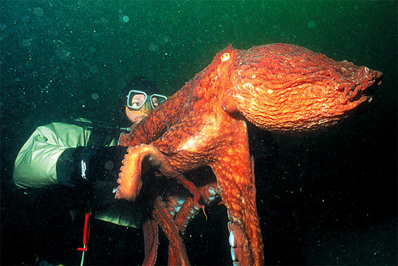 Bất ngờ phát hiện "quái vật biển khổng lồ" ngoài khơi gây rùng mình: Báo Mỹ vào cuộc tìm sự thật phía sau - Ảnh 2.