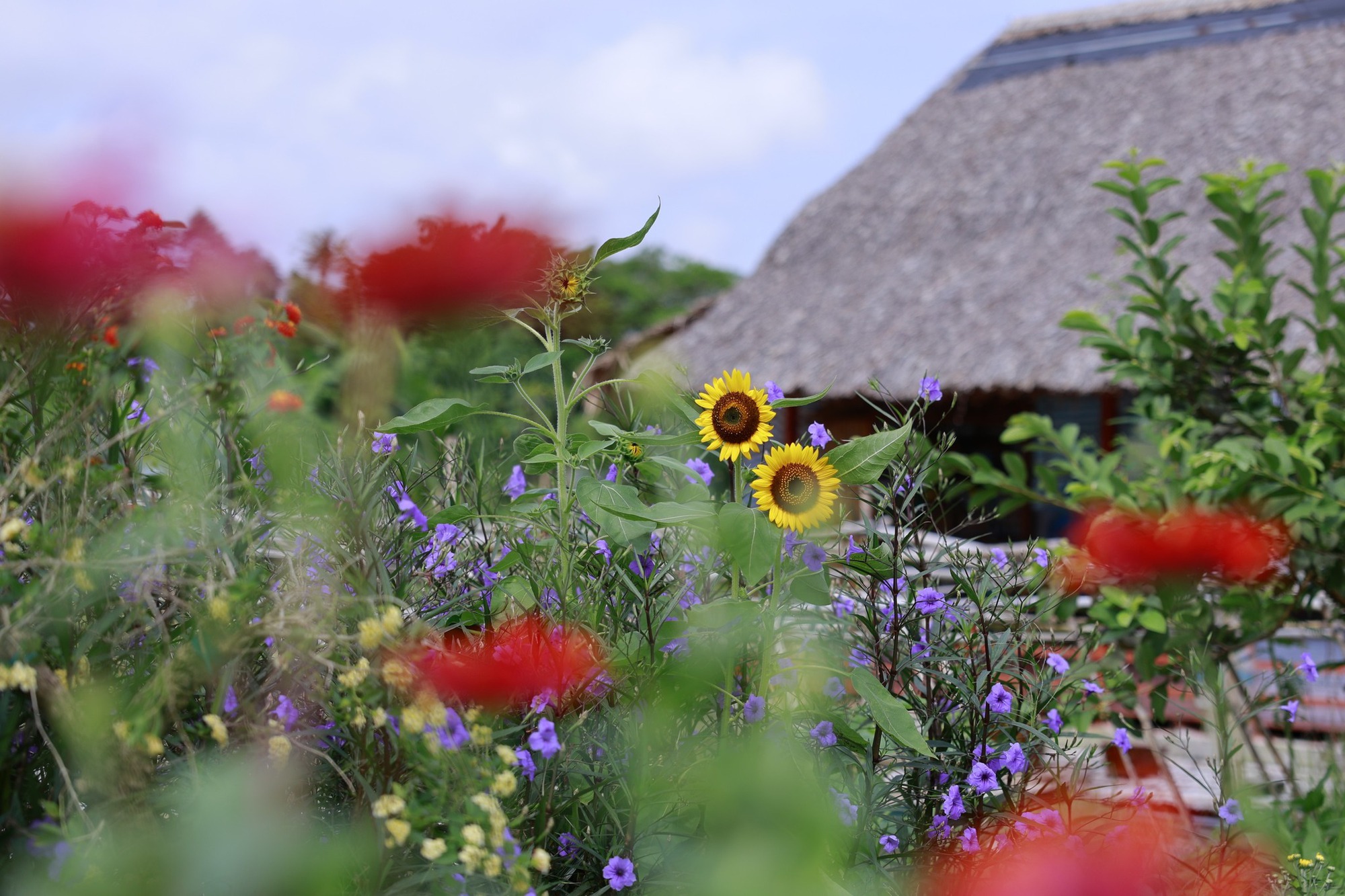 Bỏ phố về quê, vợ chồng miền Tây biến mảnh đất 3.000m2 khô cằn thành khu vườn được quy hoạch thẳng tắp như "chơi game" - Ảnh 13.