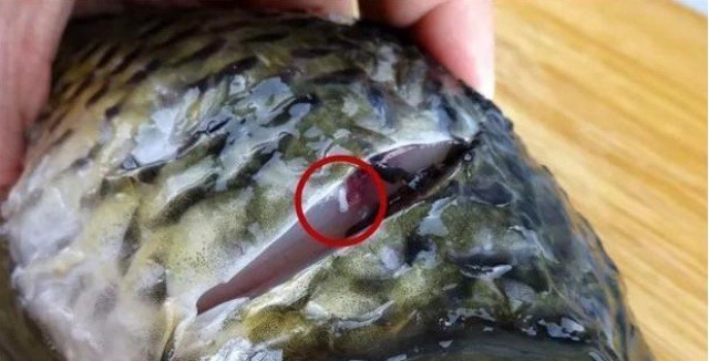 Chỉ cần rút sợi dây này là cá bớt tanh, nấu kiểu gì cũng thơm ngon - Rất nhiều người vẫn chưa biết- Ảnh 1.