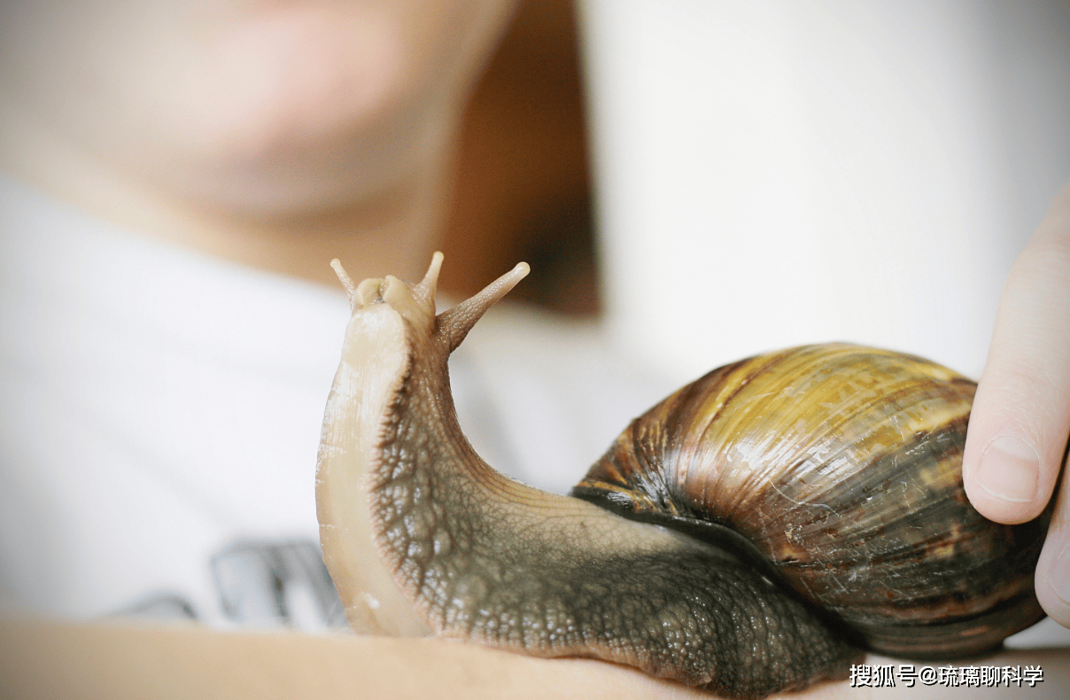 Mỹ tốn triệu đô bất lực trước ốc sên châu Phi, Trung Quốc tìm ra cách biến "kẻ xâm lăng" thành mỏ vàng kinh tế- Ảnh 2.