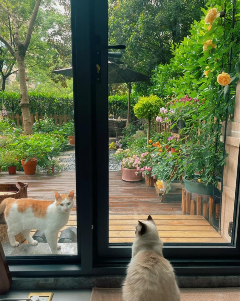 Không thể mua nhà vườn, tôi chọn tầng 1 có sân, 3 năm sau vỡ mộng hoàn toàn vì cái giá phải trả quá lớn- Ảnh 2.