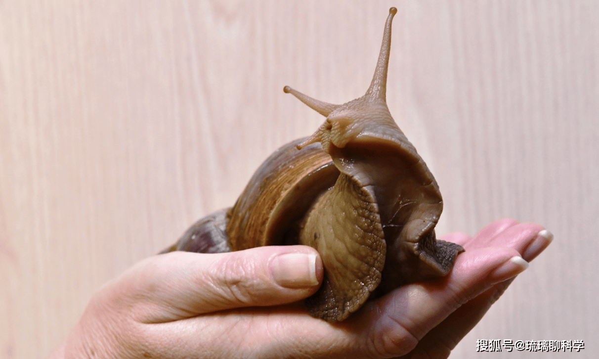 Mỹ tốn triệu đô bất lực trước ốc sên châu Phi, Trung Quốc tìm ra cách biến "kẻ xâm lăng" thành mỏ vàng kinh tế- Ảnh 3.