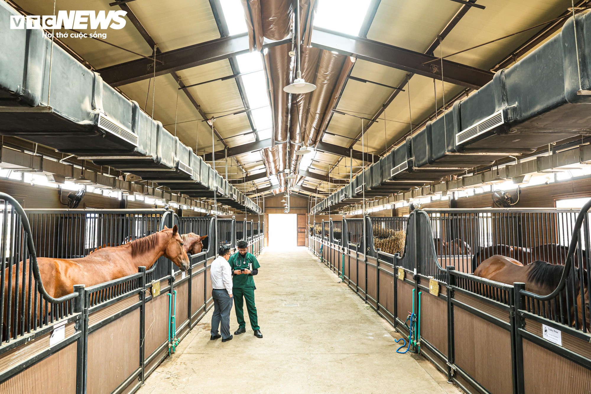 Bên trong nơi nuôi dưỡng giống ngựa triệu đô hiếm bậc nhất thế giới tại Việt Nam- Ảnh 1.