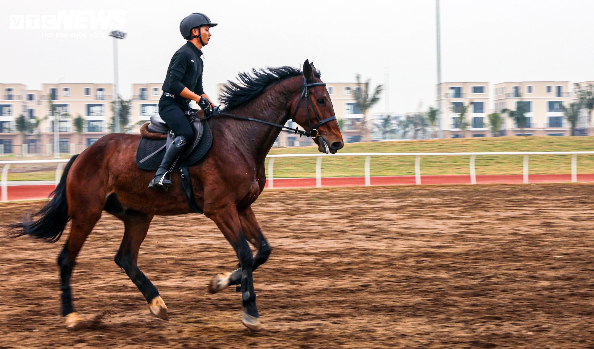 Bên trong nơi nuôi dưỡng giống ngựa triệu đô hiếm bậc nhất thế giới tại Việt Nam- Ảnh 9.