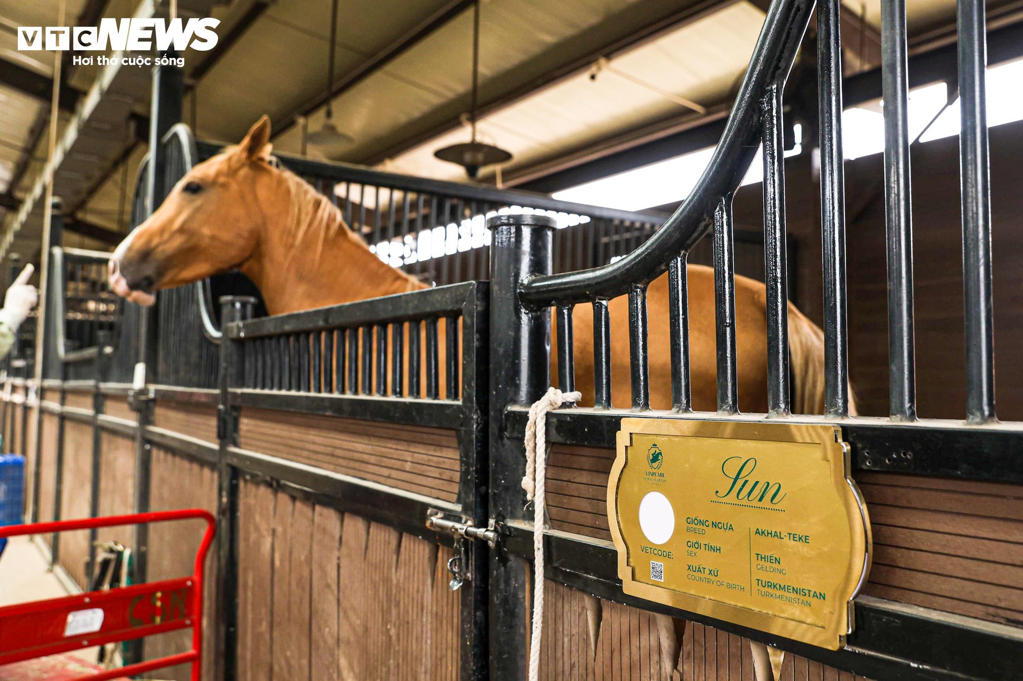 Bên trong nơi nuôi dưỡng giống ngựa triệu đô hiếm bậc nhất thế giới tại Việt Nam- Ảnh 2.