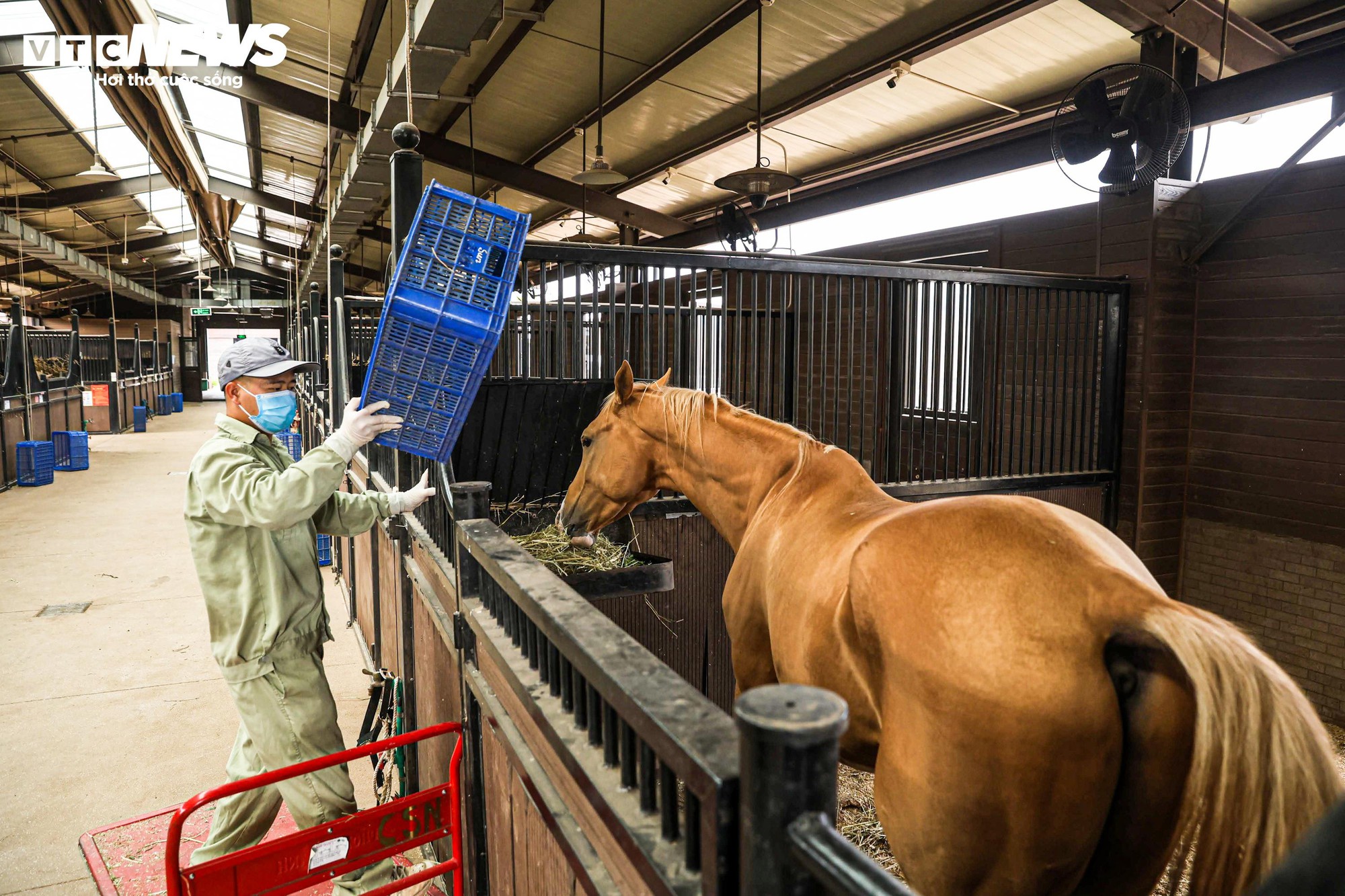 Bên trong nơi nuôi dưỡng giống ngựa triệu đô hiếm bậc nhất thế giới tại Việt Nam- Ảnh 3.