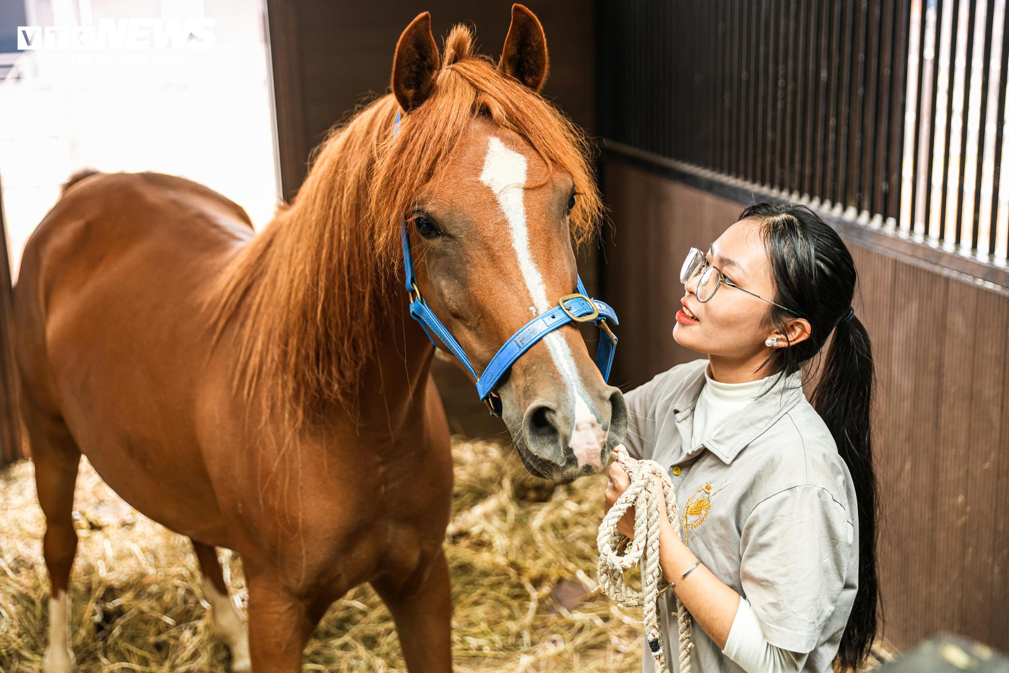 Bên trong nơi nuôi dưỡng giống ngựa triệu đô hiếm bậc nhất thế giới tại Việt Nam- Ảnh 6.