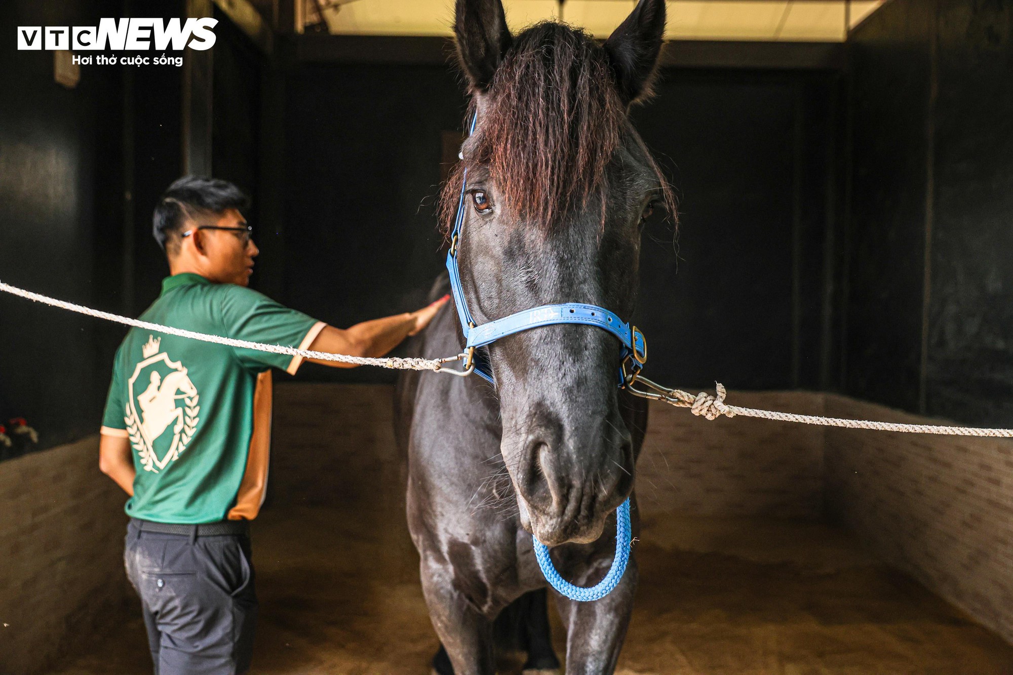 Bên trong nơi nuôi dưỡng giống ngựa triệu đô hiếm bậc nhất thế giới tại Việt Nam- Ảnh 7.