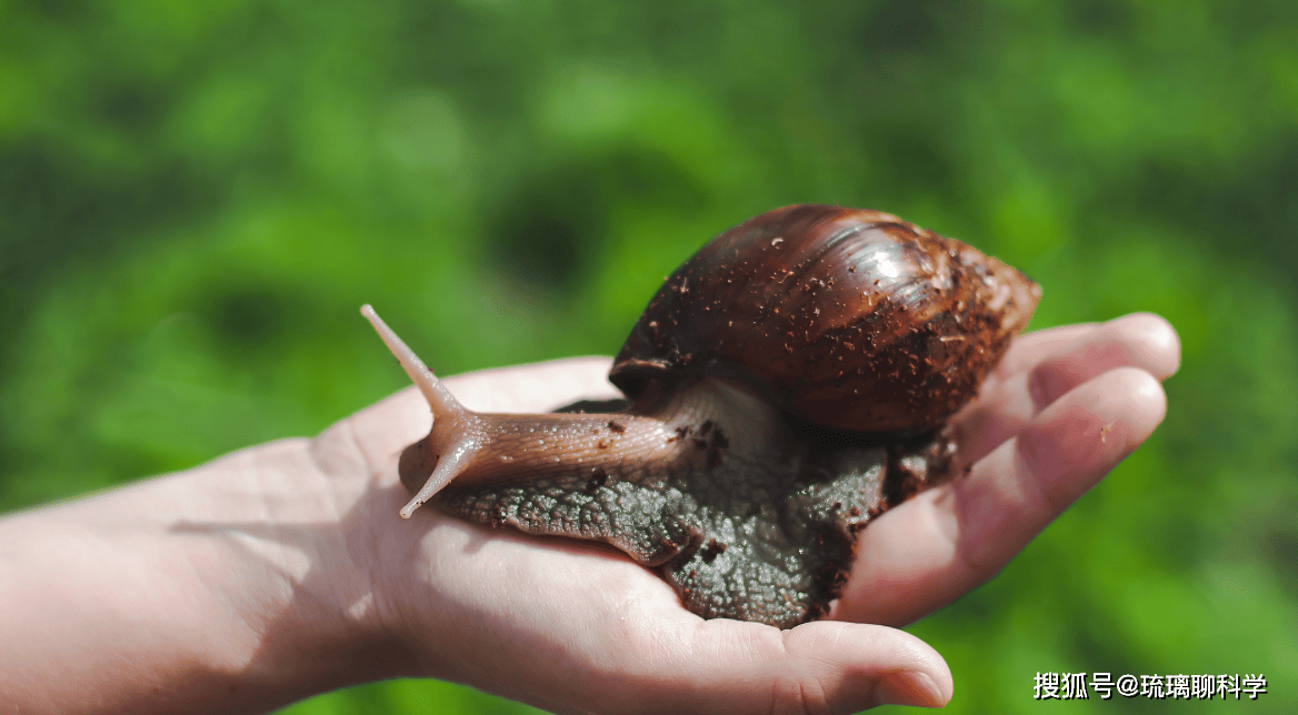 Mỹ tốn triệu đô bất lực trước ốc sên châu Phi, Trung Quốc tìm ra cách biến "kẻ xâm lăng" thành mỏ vàng kinh tế- Ảnh 1.