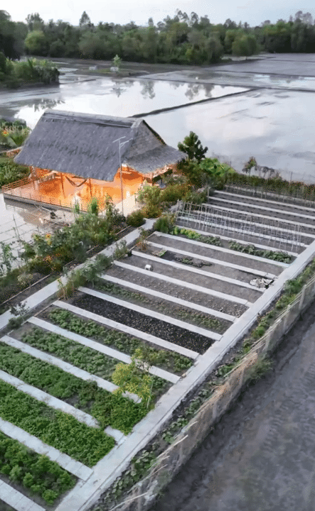 Bỏ phố về quê, vợ chồng miền Tây biến mảnh đất 3.000m2 khô cằn thành khu vườn được quy hoạch thẳng tắp như "chơi game" - Ảnh 8.