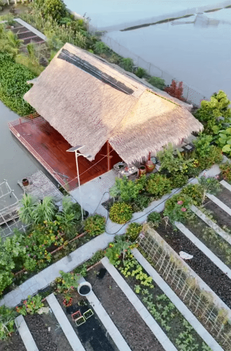 Bỏ phố về quê, vợ chồng miền Tây biến mảnh đất 3.000m2 khô cằn thành khu vườn được quy hoạch thẳng tắp như "chơi game" - Ảnh 7.