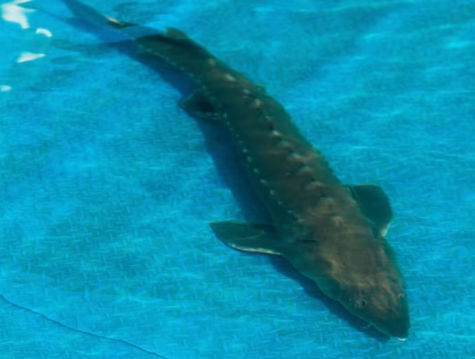 Ngỡ của Nga nhưng lại ‘Made in China’: Trung Quốc âm thầm thống trị mặt hàng giá trên trời 250 triệu đồng/kg, 1 công ty đủ cung 1/3 nhu cầu thế giới- Ảnh 3.