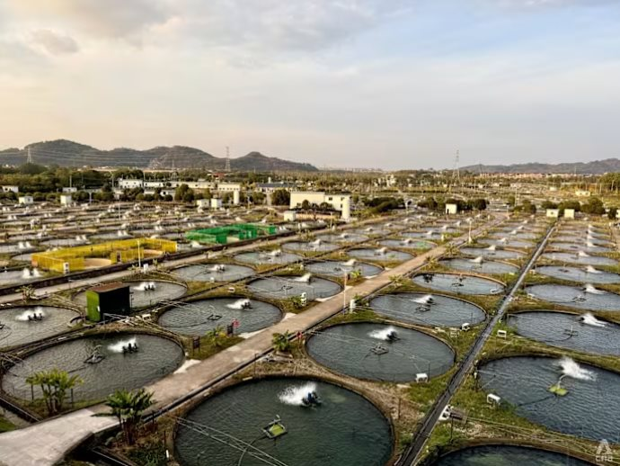 Ngỡ của Nga nhưng lại ‘Made in China’: Trung Quốc âm thầm thống trị mặt hàng giá trên trời 250 triệu đồng/kg, 1 công ty đủ cung 1/3 nhu cầu thế giới- Ảnh 4.