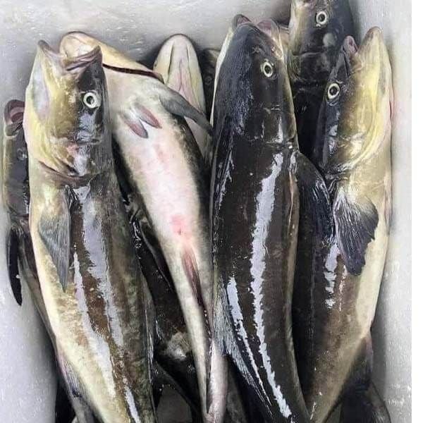 5 loại cá vào “mùa vàng”: Thịt chắc, ít tanh, ngon nhất chợ- Ảnh 4.