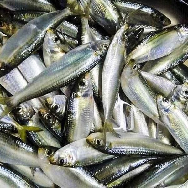 5 loại cá vào “mùa vàng”: Thịt chắc, ít tanh, ngon nhất chợ- Ảnh 3.