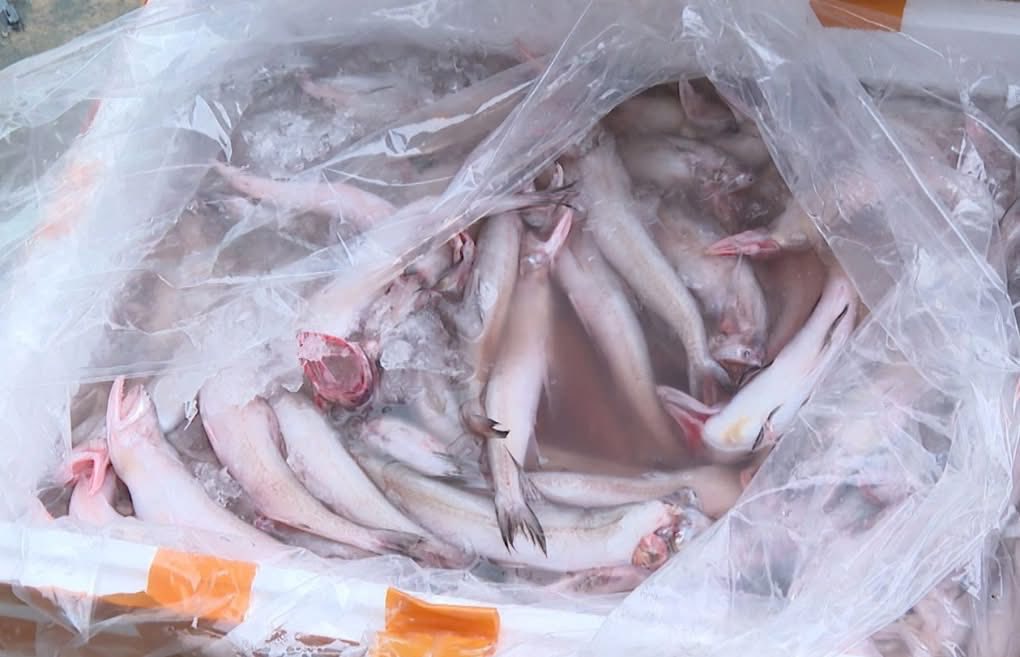 Cách nhận biết cá ngâm hoá chất formol nguy hiểm: Đơn giản nhưng nhiều người bỏ qua - Ảnh 3.