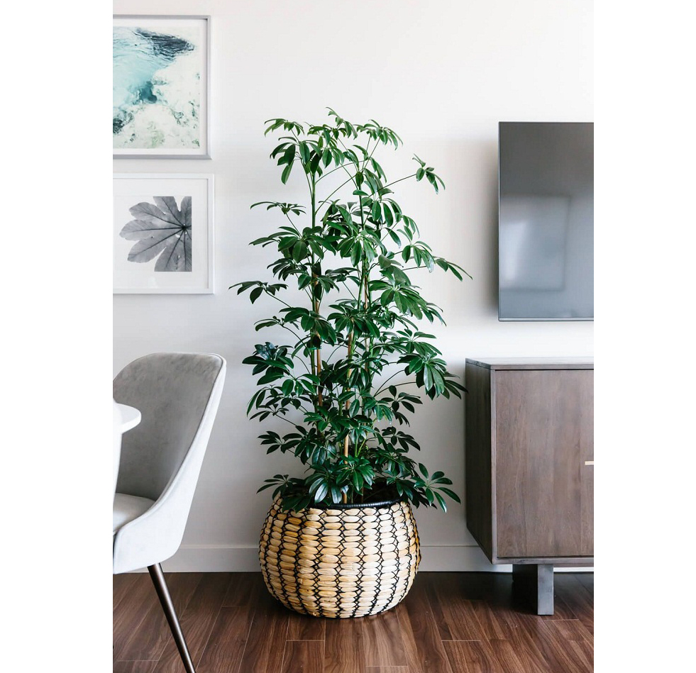 Đầu năm mới khuyên bạn nên trồng 5 loại cây này: Rước lộc vào nhà, hút tiền bạc như nam châm- Ảnh 2.