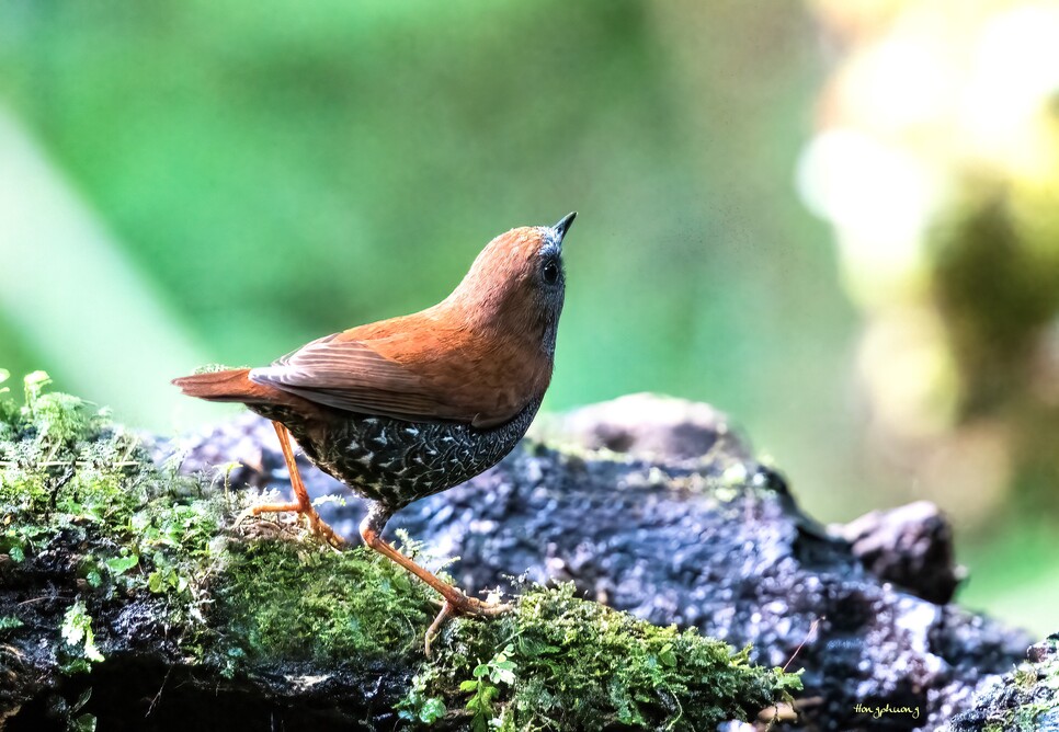 "Chớp" được hình ảnh chưa từng có về "kho báu sống" hiếm bậc nhất Việt Nam - Ảnh 1.