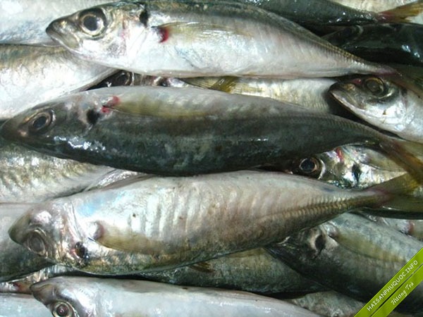 Người bán cá tiết lộ những loại cá họ bán nhiều nhất mỗi sáng- Ảnh 1. Người bán cá tiết lộ những loại cá họ bán nhiều nhất mỗi sáng- Ảnh 1.