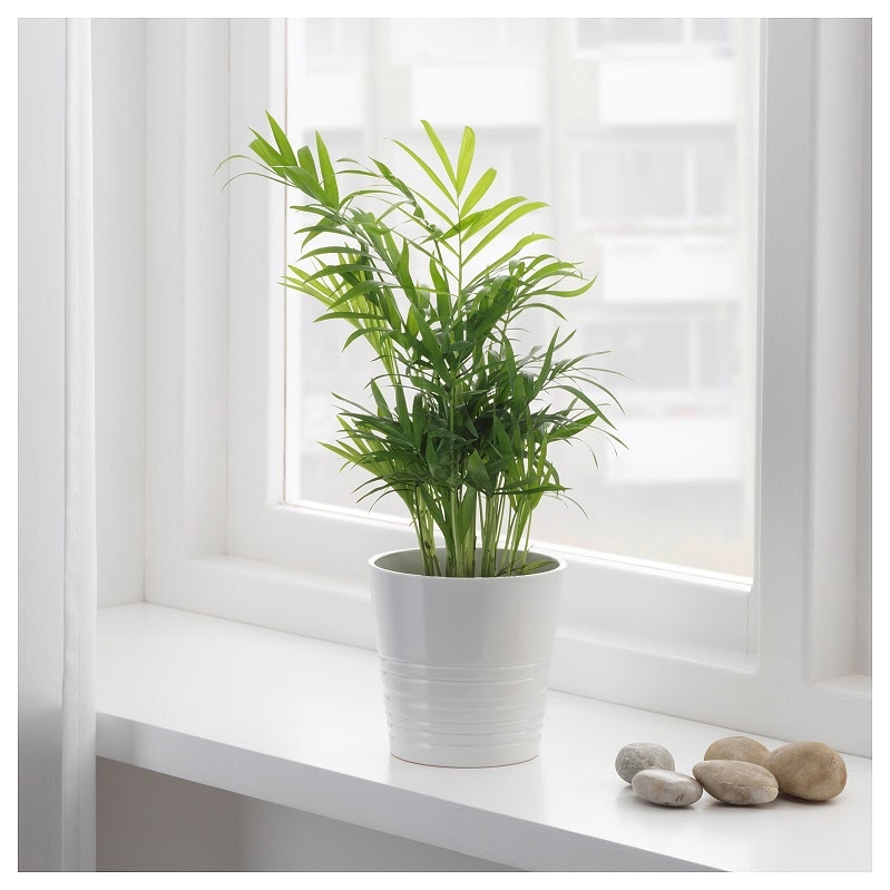 Đầu năm mới khuyên bạn nên trồng 5 loại cây này: Rước lộc vào nhà, hút tiền bạc như nam châm- Ảnh 1.