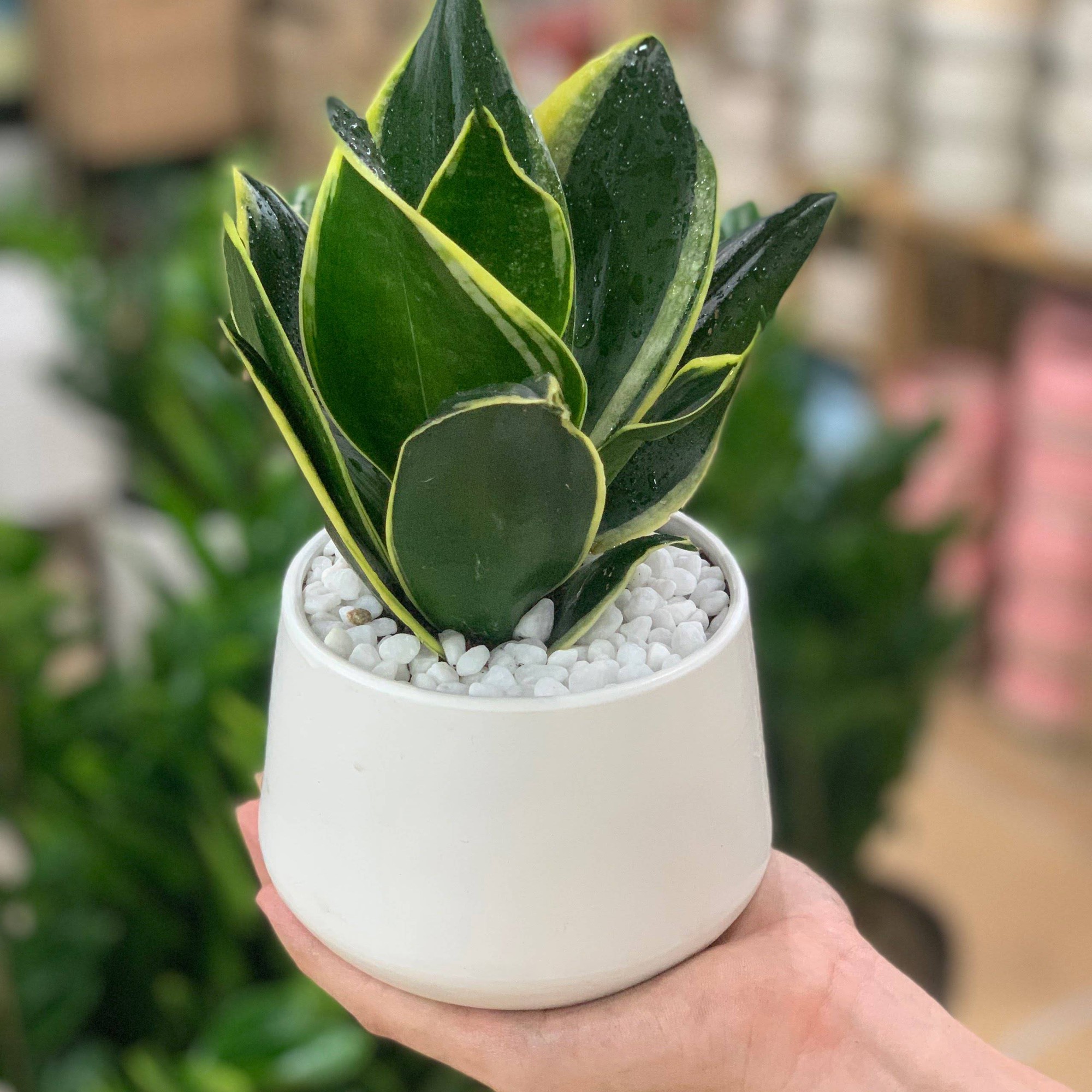 Đầu năm mới khuyên bạn nên trồng 5 loại cây này: Rước lộc vào nhà, hút tiền bạc như nam châm- Ảnh 5.