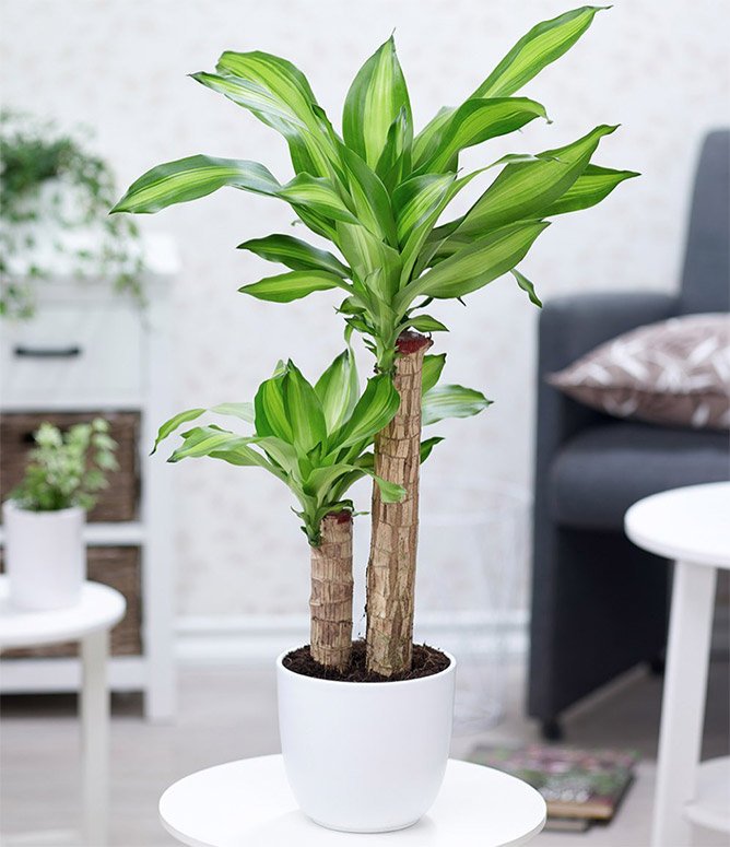 Đầu năm mới khuyên bạn nên trồng 5 loại cây này: Rước lộc vào nhà, hút tiền bạc như nam châm- Ảnh 4.