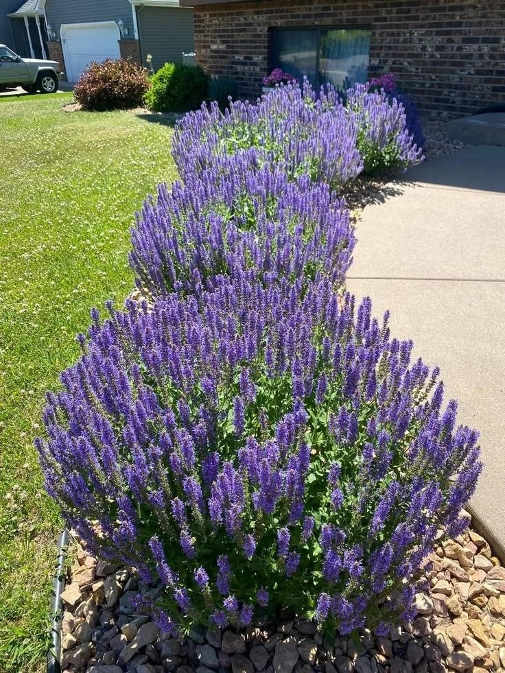Loài hoa đáng trồng nhất ban công dịp cuối năm: Vừa thơm phòng, ngủ ngon lại âm thầm hút vận may, xả xui cực tốt- Ảnh 9.
