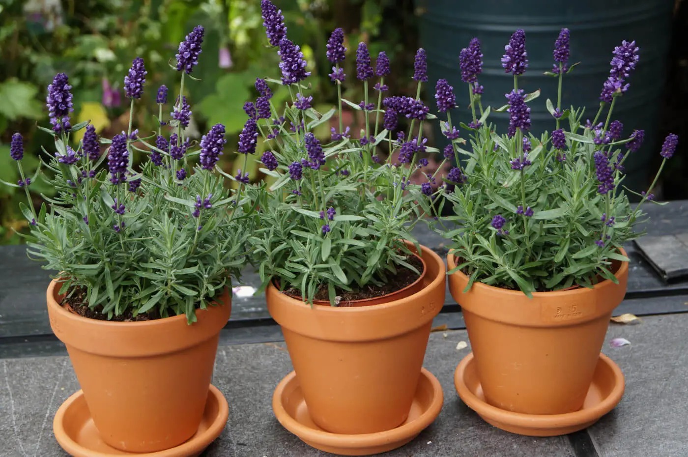 Loài hoa đáng trồng nhất ban công dịp cuối năm: Vừa thơm phòng, ngủ ngon lại âm thầm hút vận may, xả xui cực tốt- Ảnh 6.